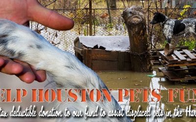 VCF Creates Helping Houston Pets Fund for Flood Victims