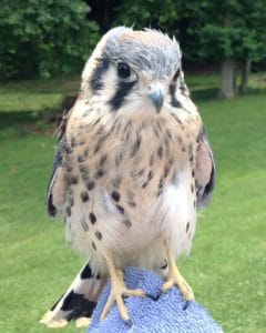 Kestral