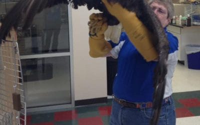 Guardian Animal Center Puts Eagle In Flight