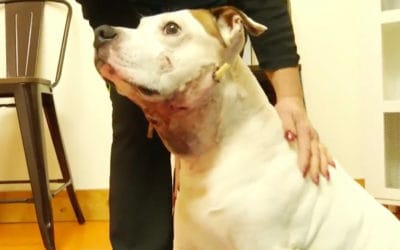 Town And Country Veterinary Clinic Helps Dog Injured By Gunshots