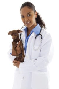 Helping vets help animals in need