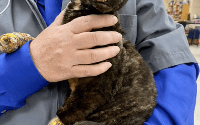 Cat survives fire in West Virginia
