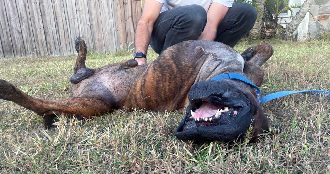 auggie-post-op-3 auggie rolling in the grass