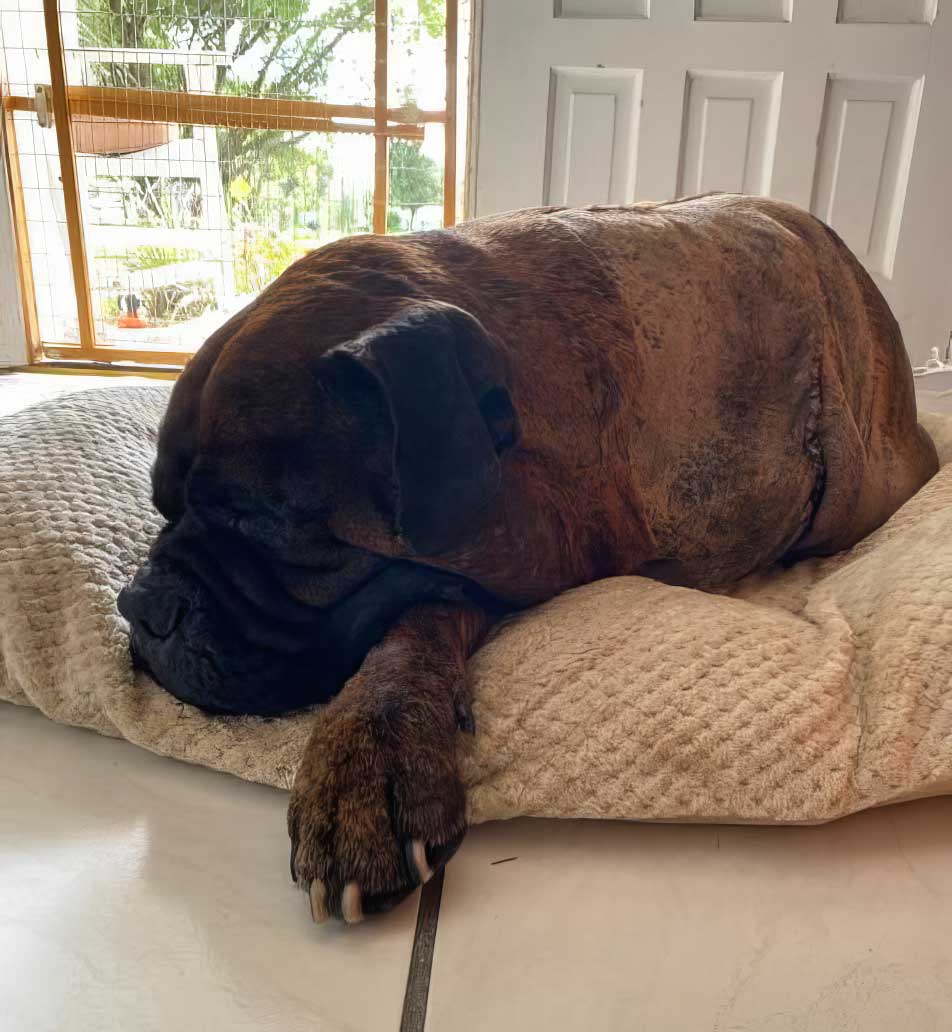 auggie-post-op auggie recovery
