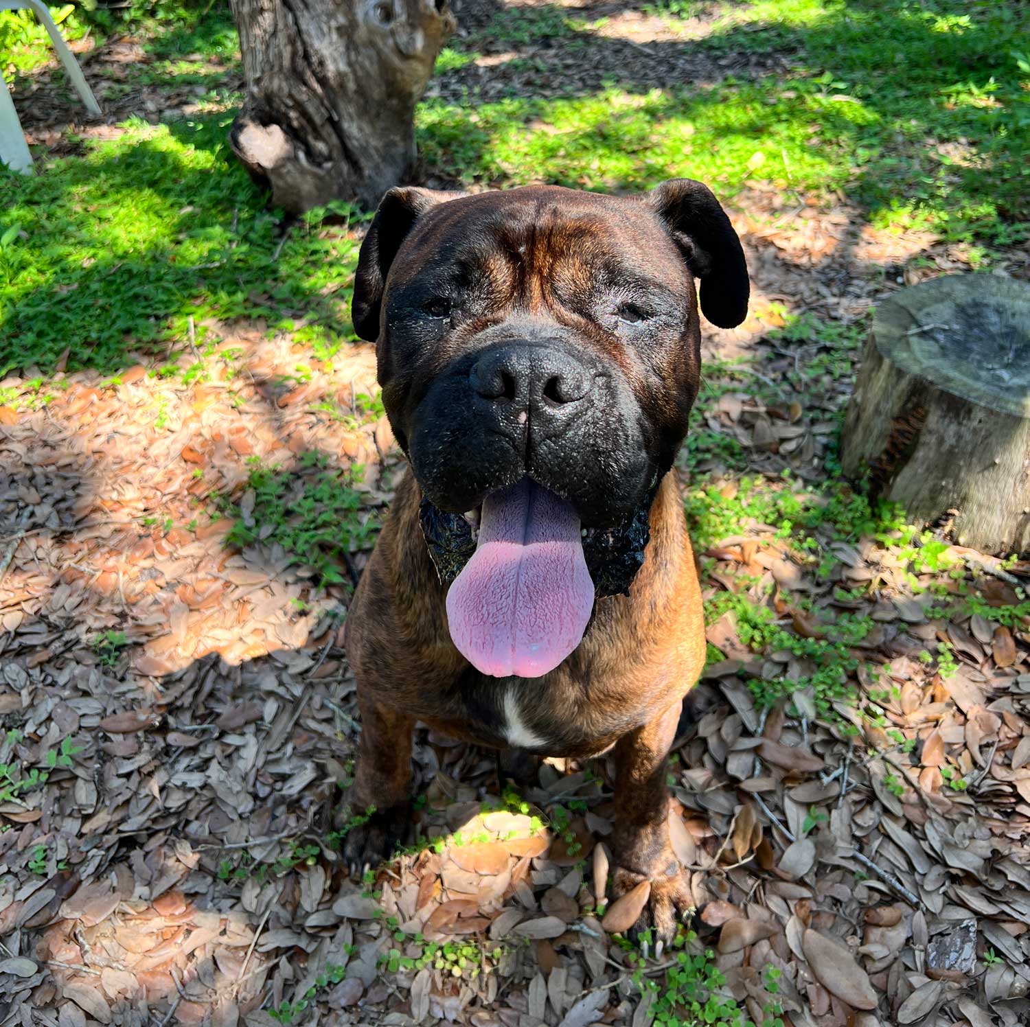 auggie-rickys-great-yard auggie the bull mastiff