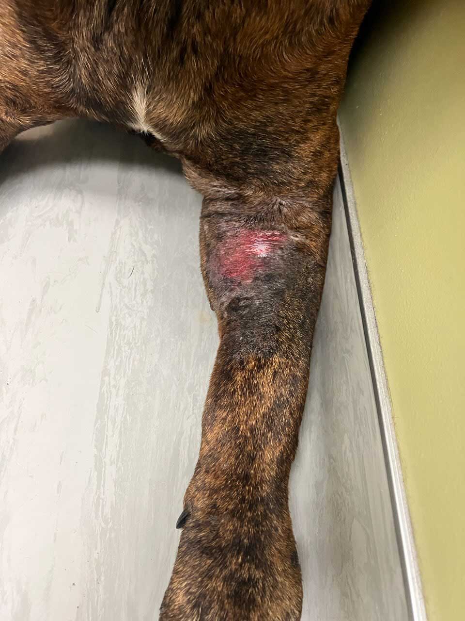 auggie-why-ouch auggie's leg