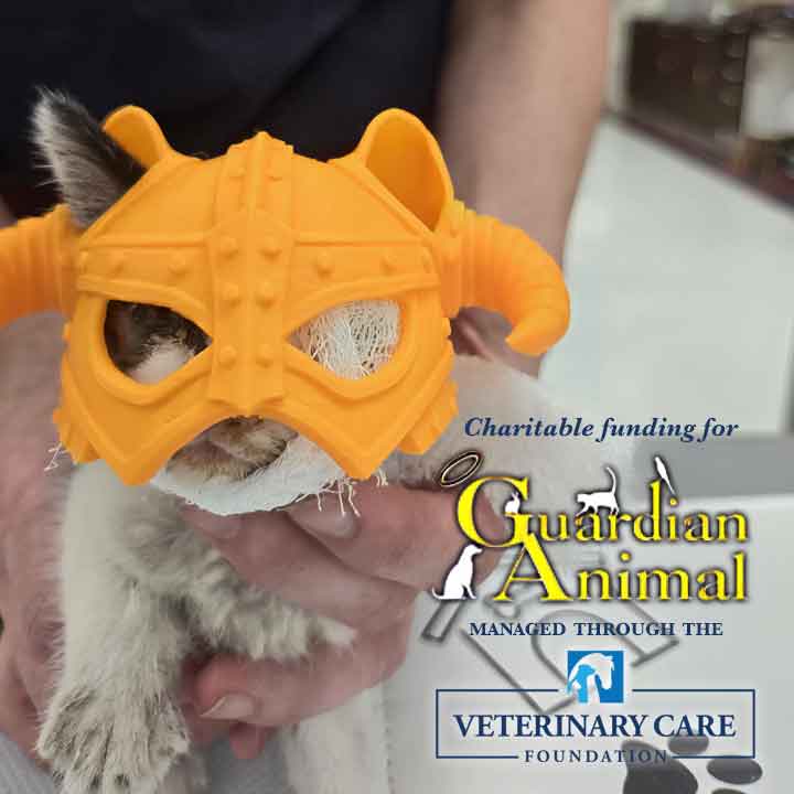 Guardian-VCF-Dandelion-2026-06-26a DandyLion kitten