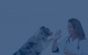 Veterinarians have great things to say about Vet Care Foundation