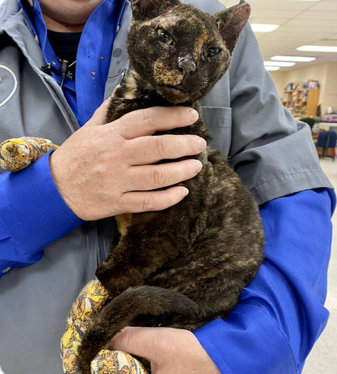 Cat survives fire in West Virginia